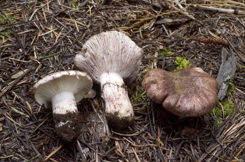 Hygrophorus purpurascens